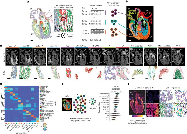 Figure 2.  Distinct cardiac cell populations spatially organize into CCs that form specialized cardiac structures.