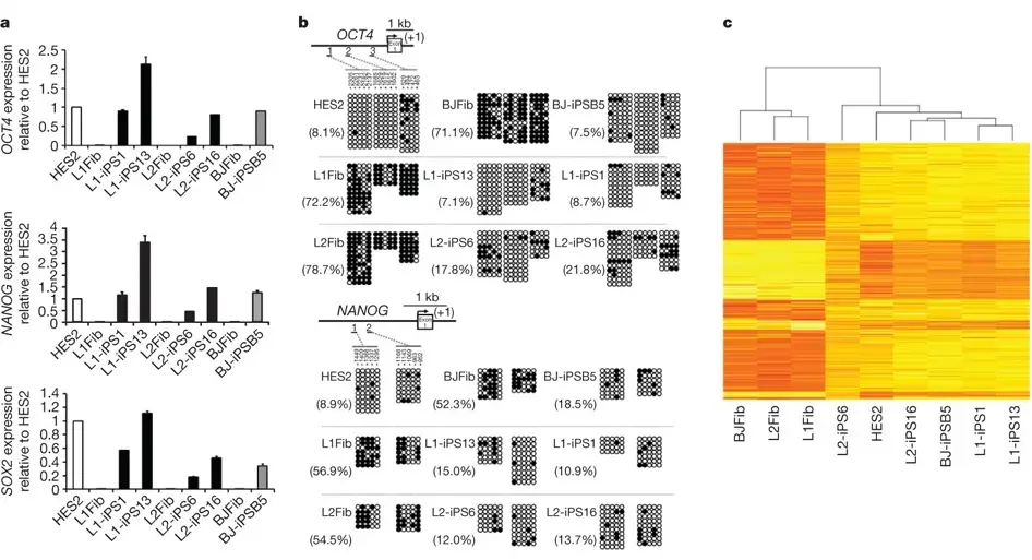 8 of 16, Figure 1: Gene expression profile in LEOPARD syndrome iPSCs is similar to human ES cells.