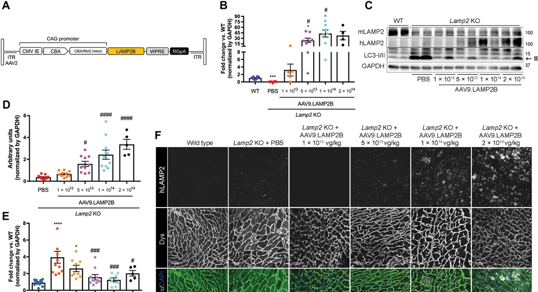 1 of 16, Fig. 1 Administration of AAV9.LAMP2B in adult (6-month-old) mice shows dose-dependent expression of human LAMP2B in heart tissue from Lamp2 KO mice together with an improvement in autophagic flux and cardiac function.