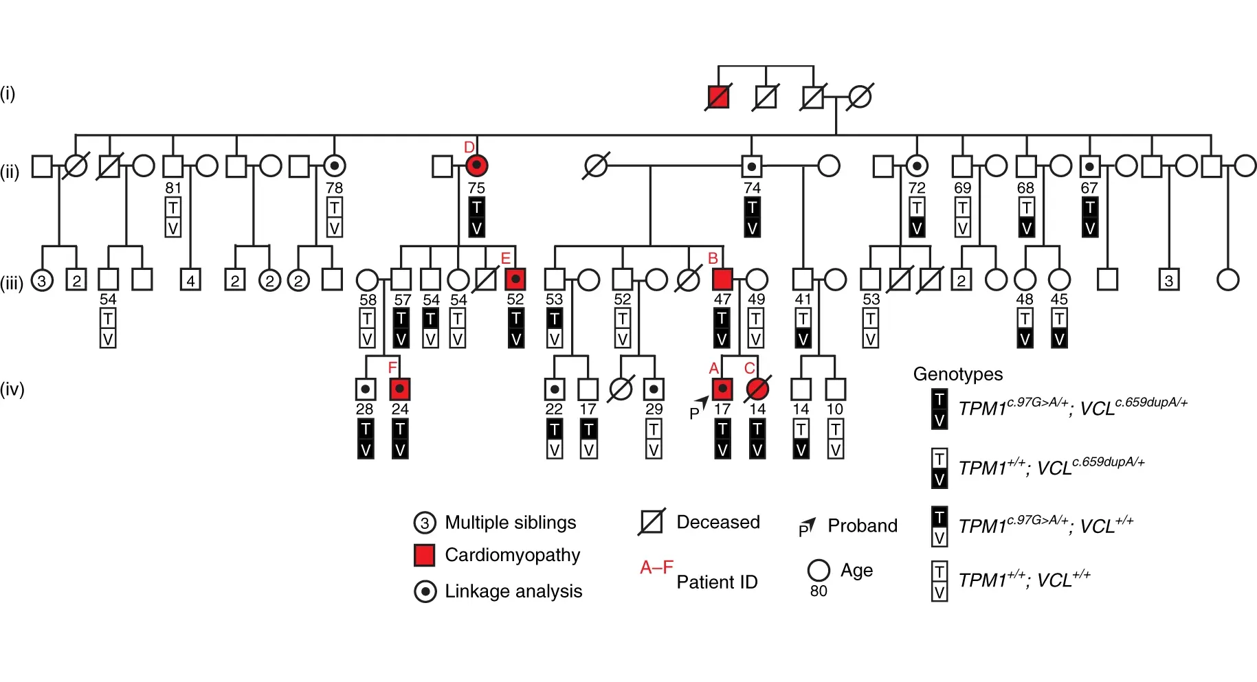 6 of 16, Fig. 1: Novel TPM1 and VCL variants together cosegregate with family members exhibiting cardiomyopathy.